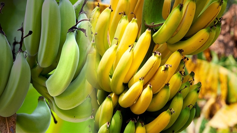 Banana Ripening Chmaber